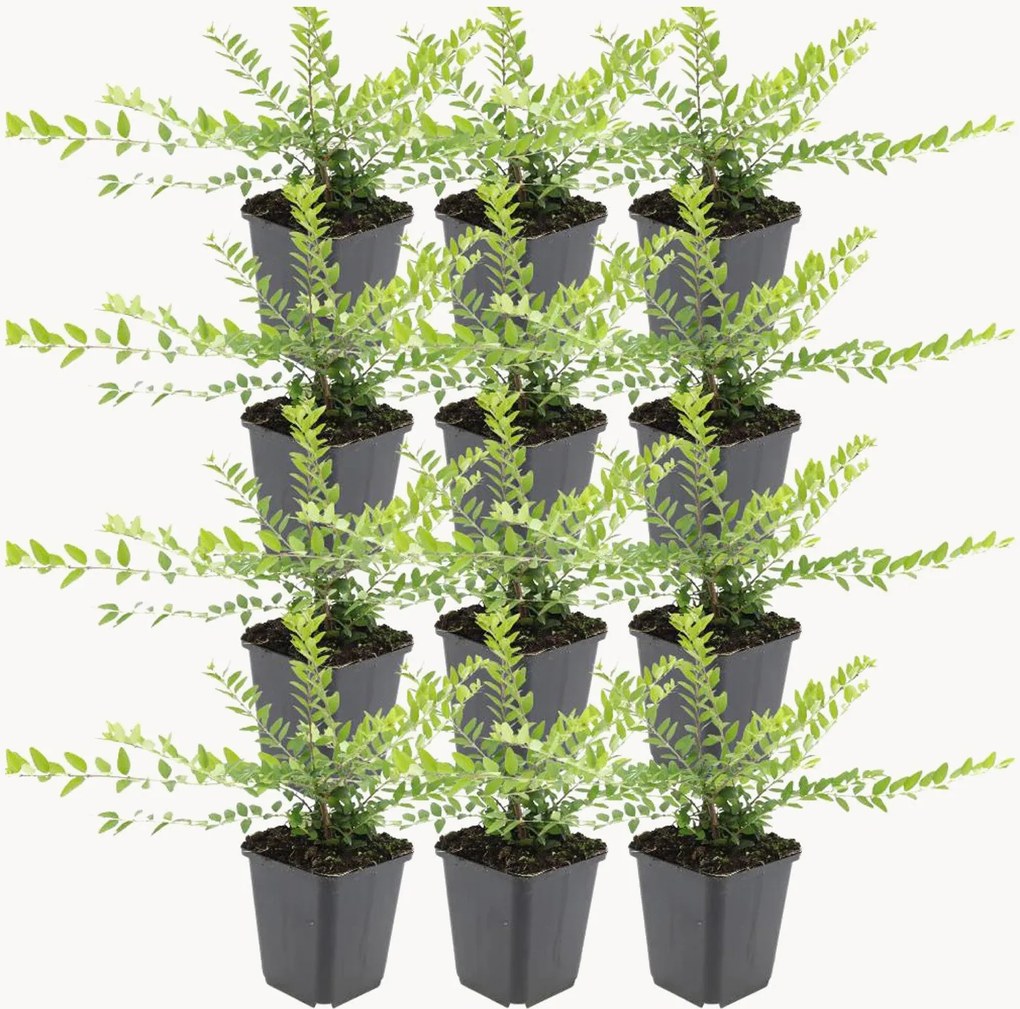 Set di 12 piante vere Honeysuckle Lonicera nitida Maigrün