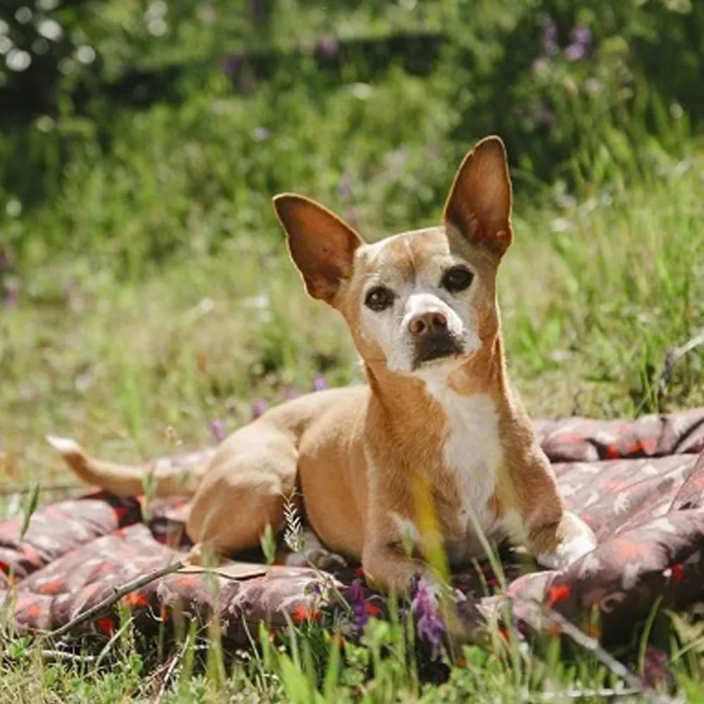 Cuccia da viaggio marrone per cane 50x75 cm Outdoor Chill Pad Mocha M – P.L.A.Y.