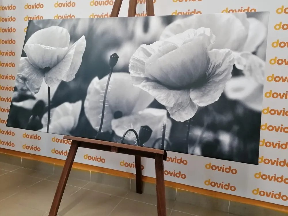 Quadro su tela – Splendido campo di papaveri in bianco e nero