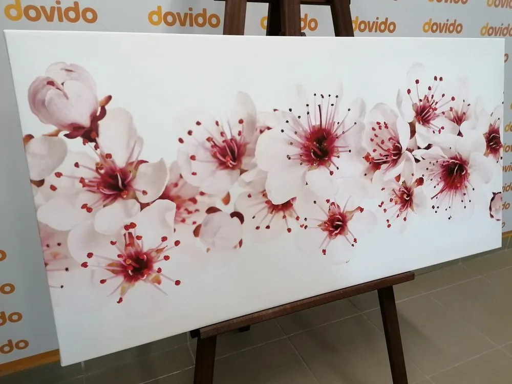 Stampa su tela – Fiori di ciliegio