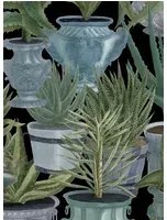 Tapete Echeveria von MINDTHEGAP - WP20163