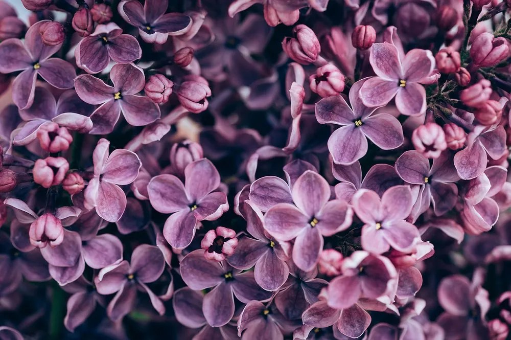 Carta da parati – Fiori di lillà viola