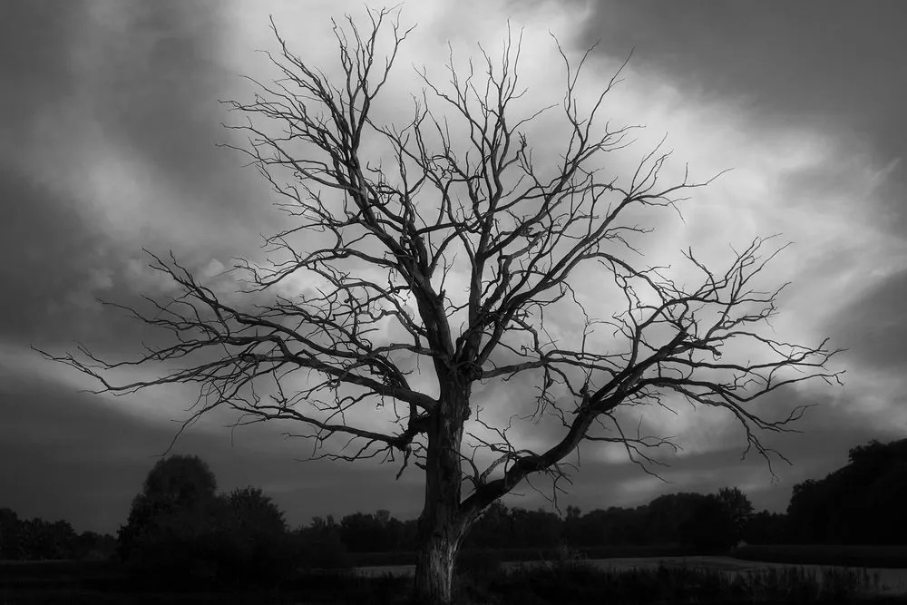 Quadro su tela – Albero sul prato in bianco e nero