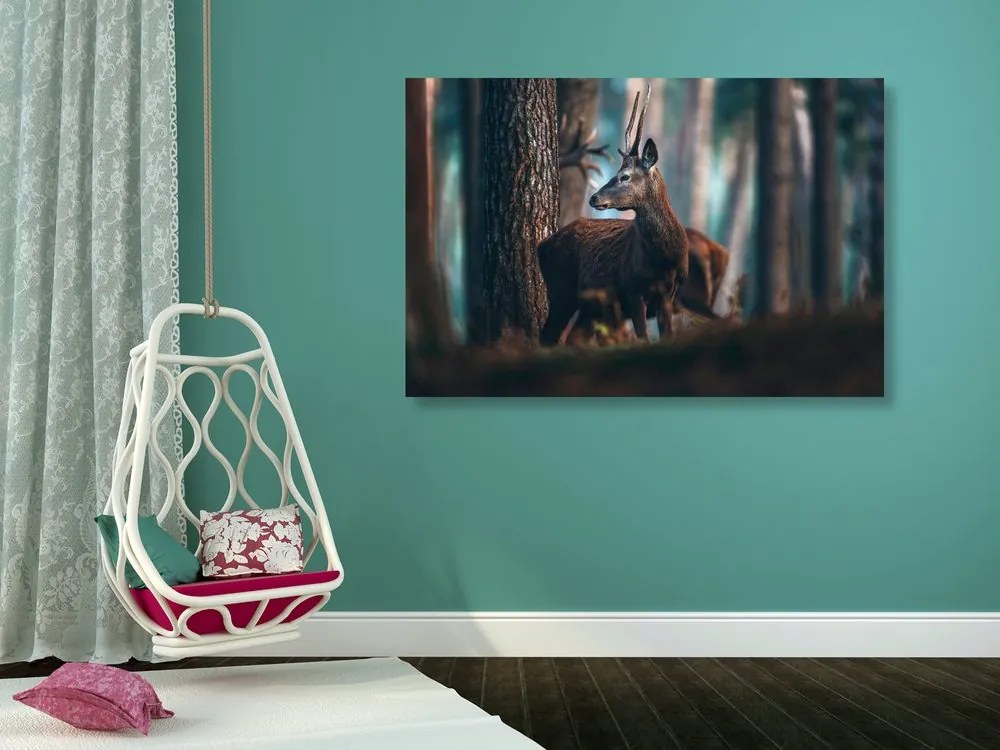 Quadro su tela – Cervo nella foresta di pini