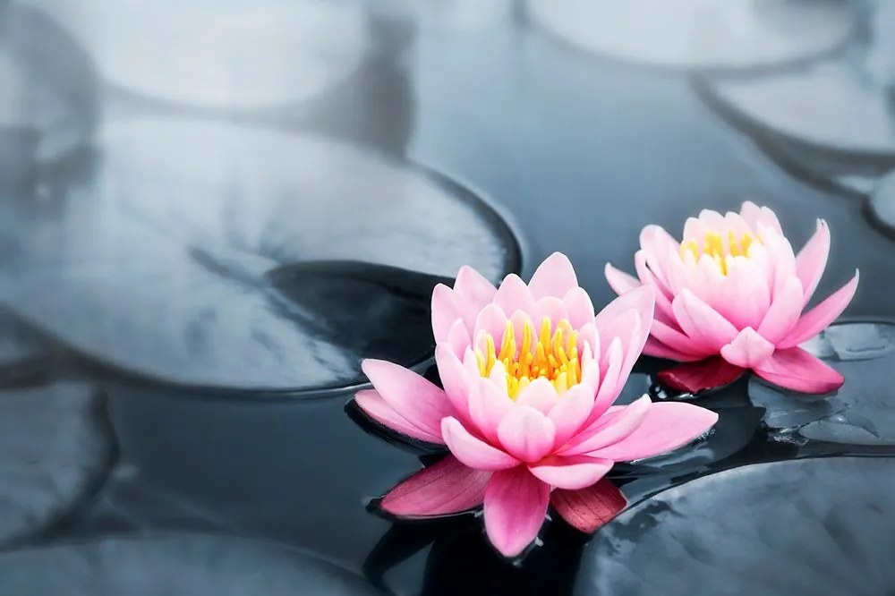 Carta da parati – Fiore di loto nel lago