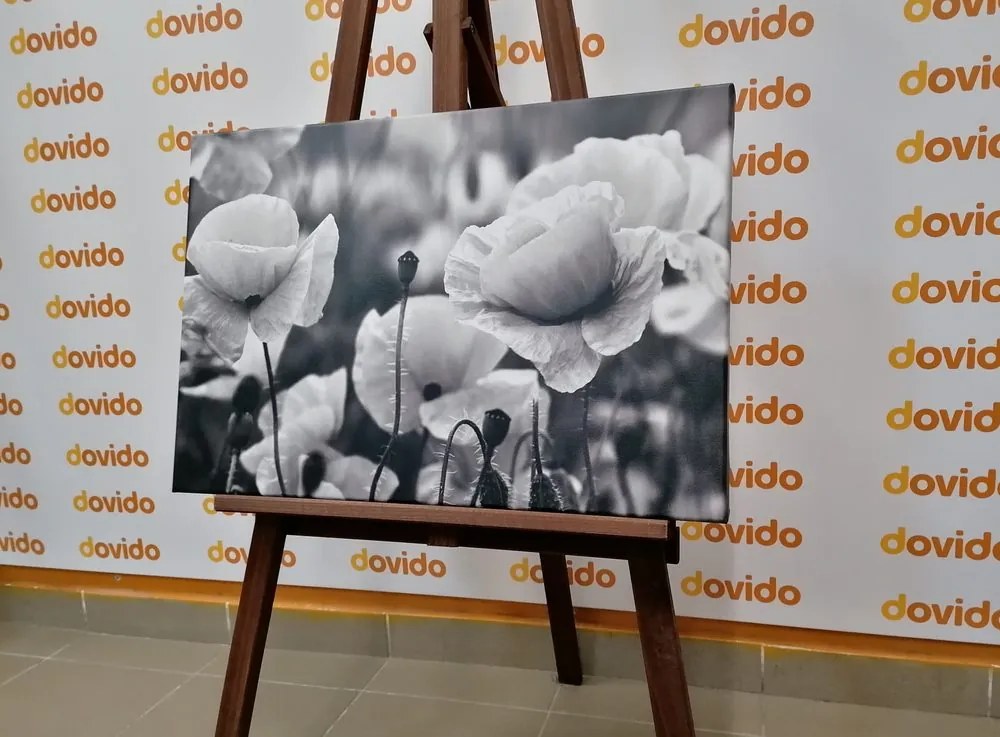 Stampa su tela – Campo di papaveri selvatici in bianco e nero