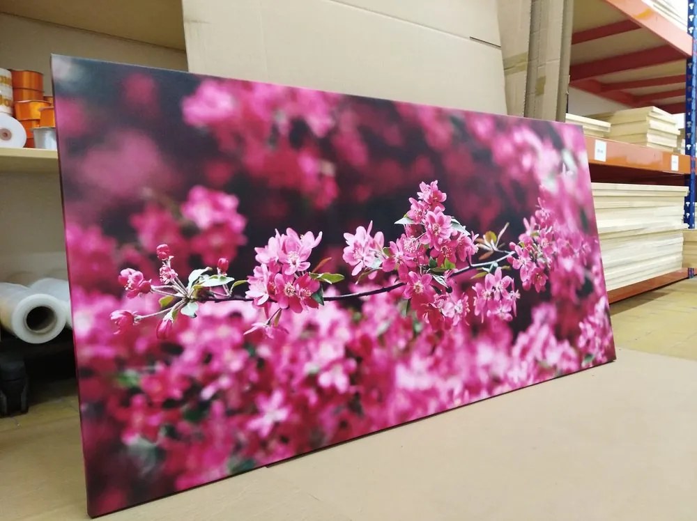 Stampa su tela – Dettaglio di fiori di ciliegio