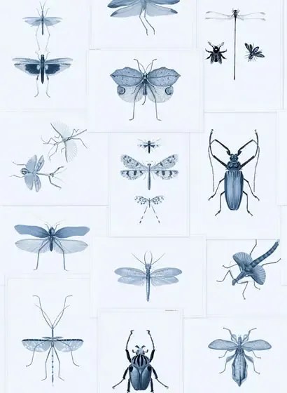 Mindthegap Carta da parati Entomology - WP20235