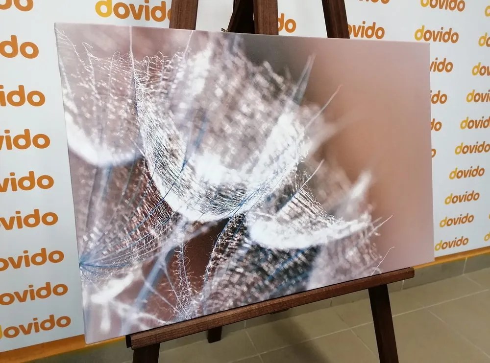 Quadro su tela – Macro soffione su sfondo
