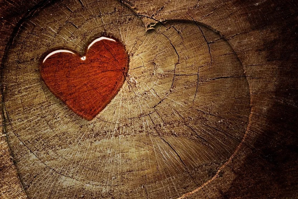 Quadro su tela – Cuore su tronco