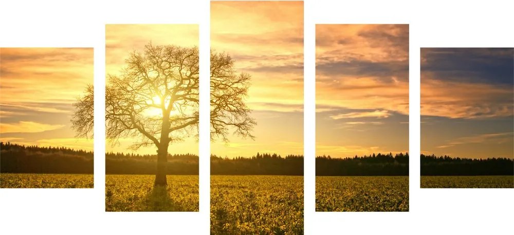 Quadri 5 pezzi – Albero solitario