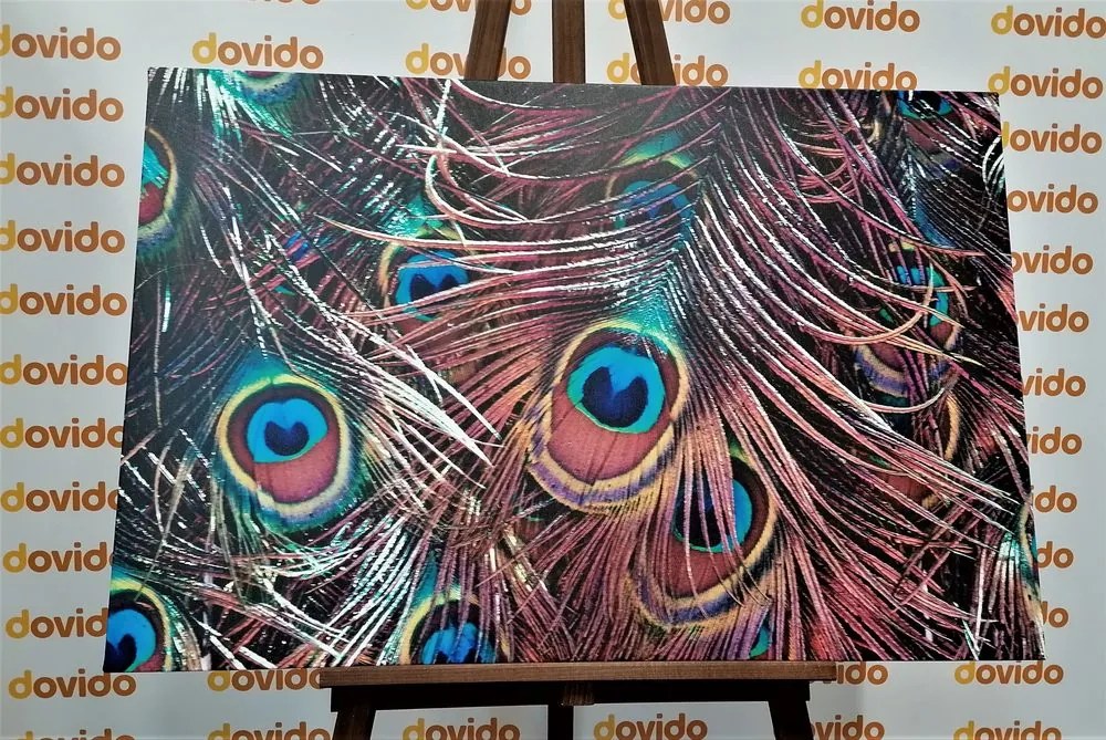 Quadro su tela – Piuma di pavone