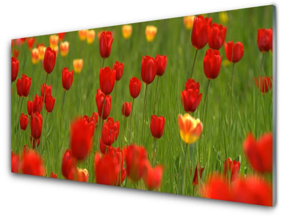 Quadro su vetro acrilico Tulipani Pianta 100x50 cm