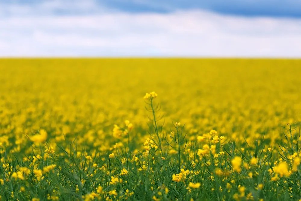 Stampa su tela – Campo giallo