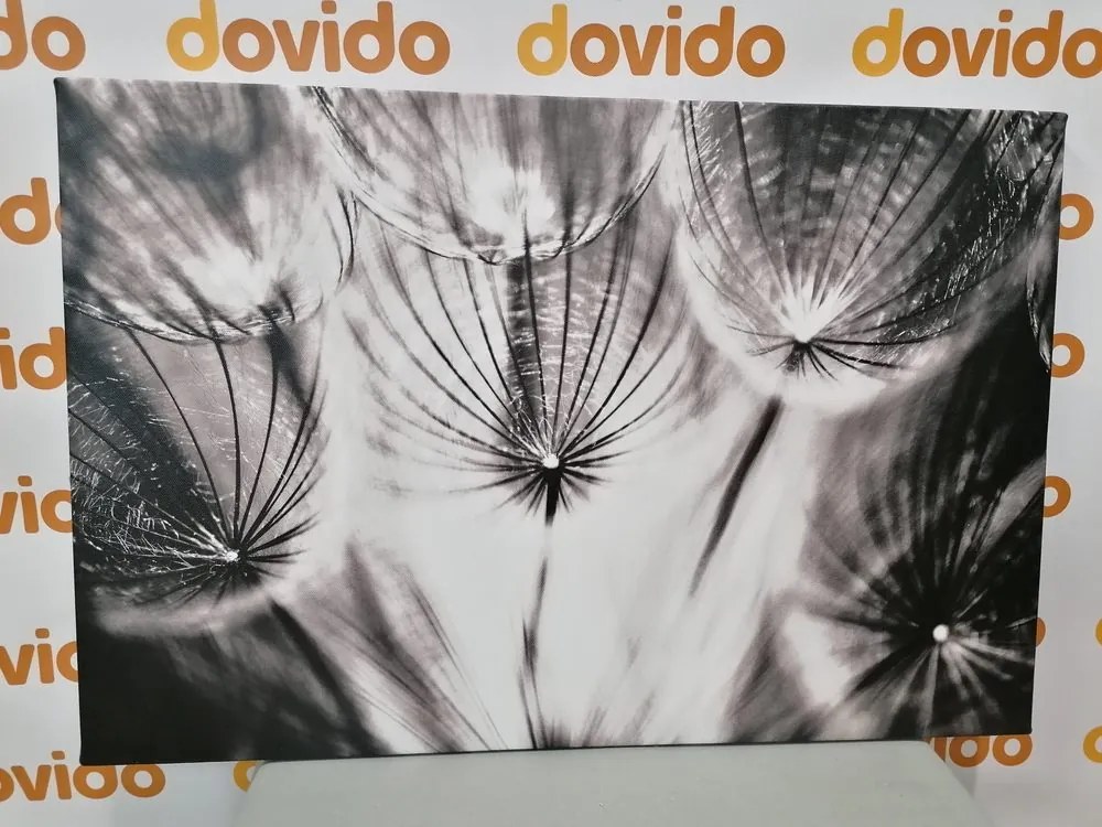 Quadro su tela – Soffione in bianco e nero