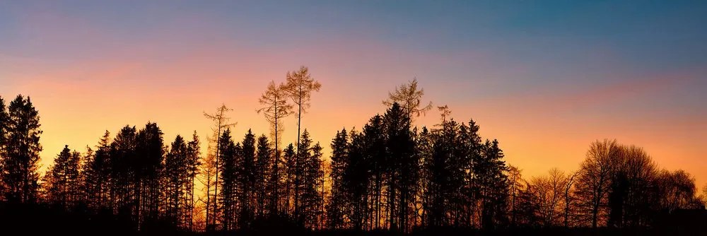 Quadro su tela – Foresta avvolta nell'oscurità