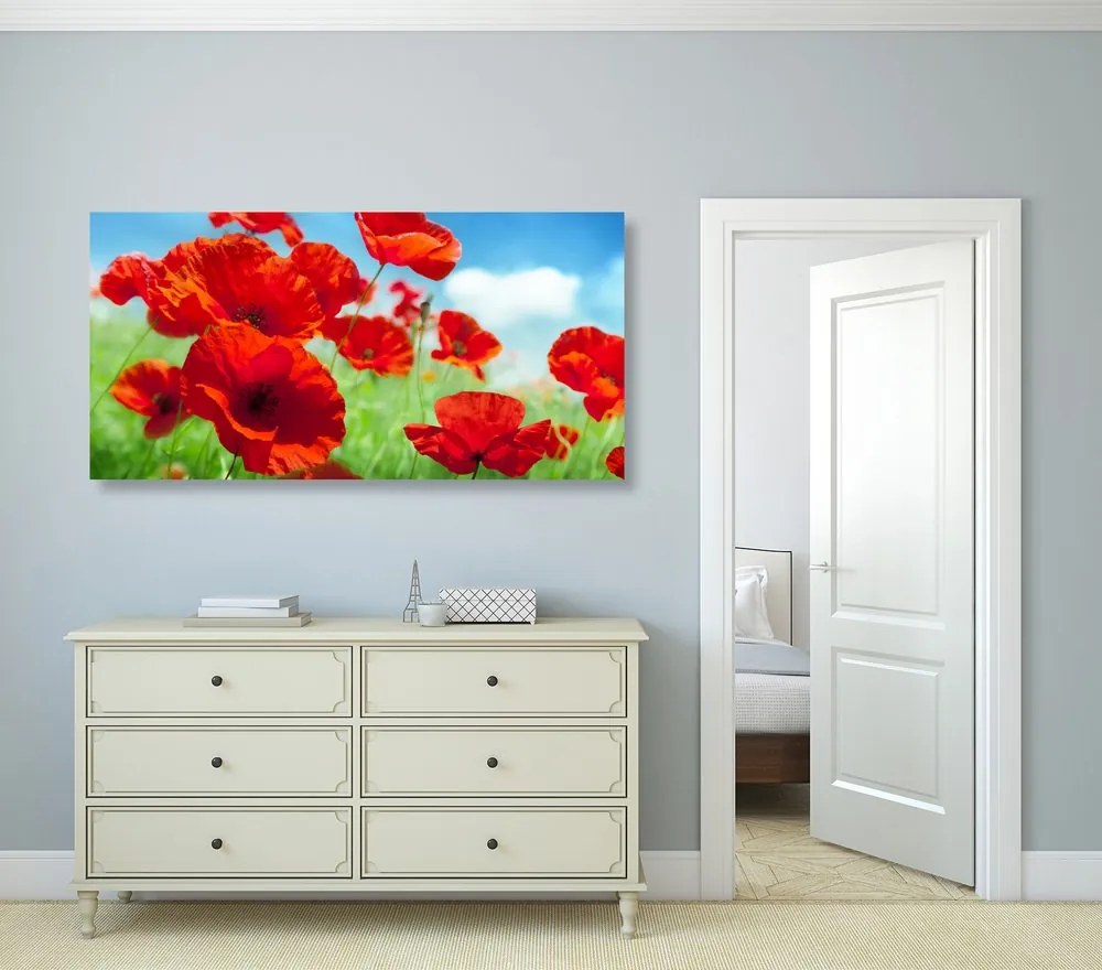 Stampa su tela – Fiori di papavero nel prato