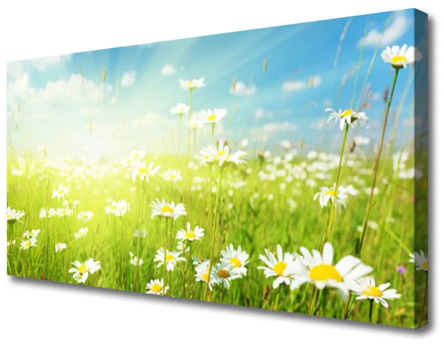 Quadro su tela Prato Daisy Natura 100x50 cm