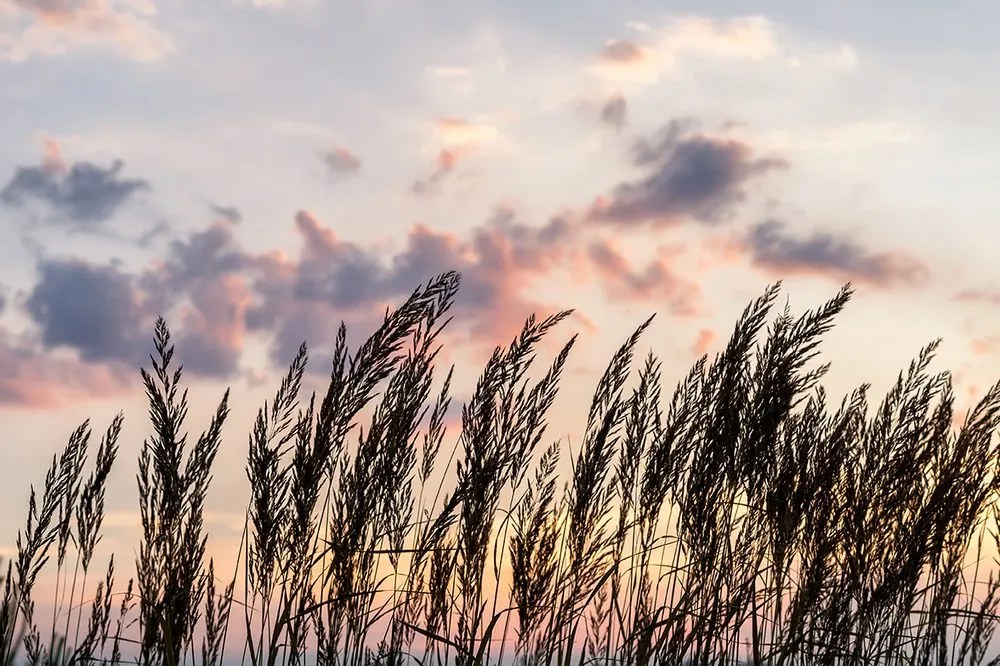 Carta da parati – Erba al tramonto