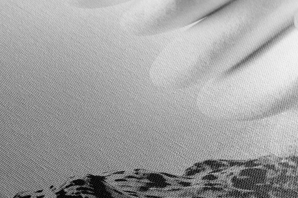 Stampa su tela – Pietre Zen con conchiglie in bianco e nero