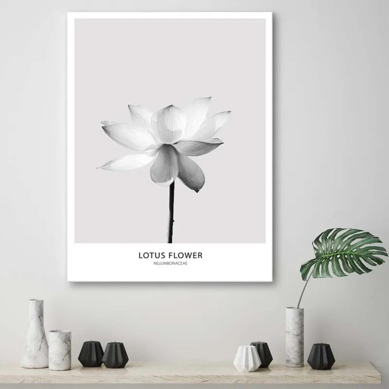 Quadro su tela, Fiore di loto bianco Natura  Dimensioni 40x60