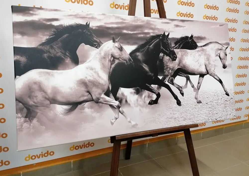 Quadro su tela – Branco di cavalli in bianco e nero