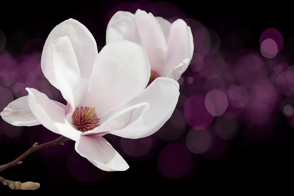 Carta da parati autoadesiva – Fiore di magnolia su sfondo astratto