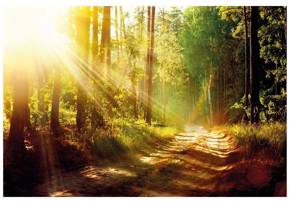Carta da parati – Raggi di sole nella foresta