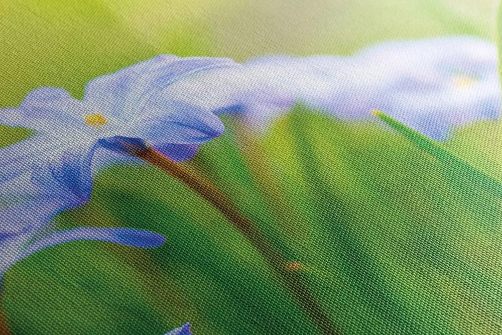 Quadro su tela – Fiori nel prato in primavera