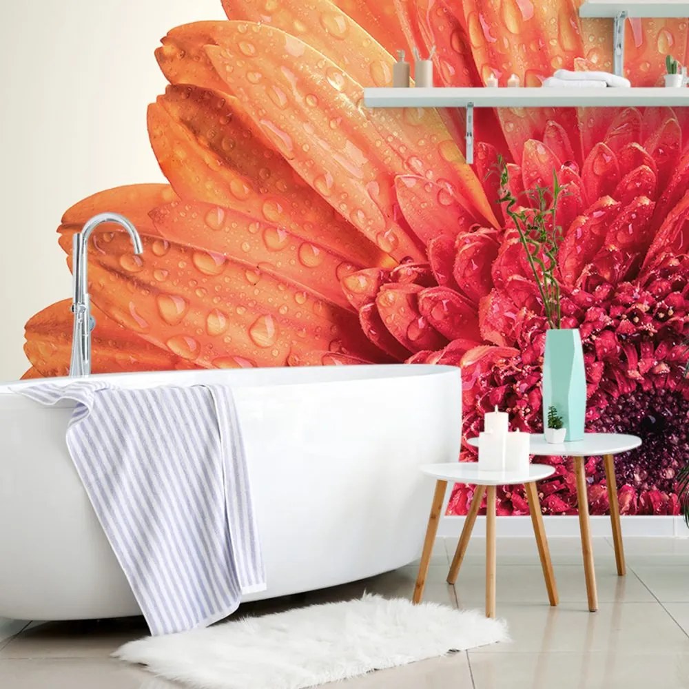 Carta da parati – Gerbera con gocce d'acqua