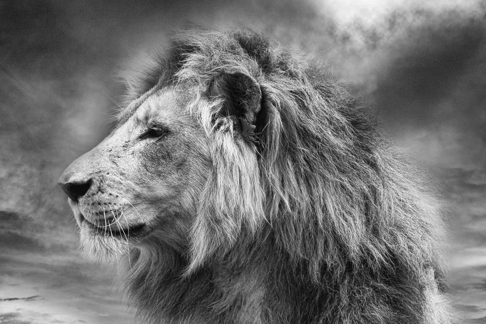 Carta da parati – Leone africano in bianco e nero