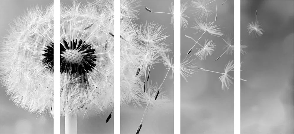 Quadri 5 pezzi – Dente di leone magico in bianco e nero