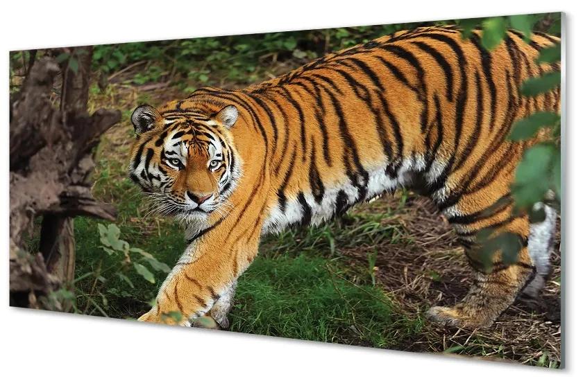 Quadro di vetro Foresta delle tigri 100x50 cm