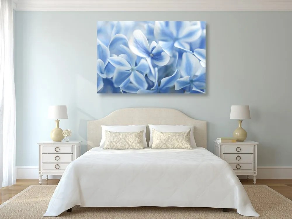 Quadro su tela – Fiori di ortensia in tonalità blu-bianco