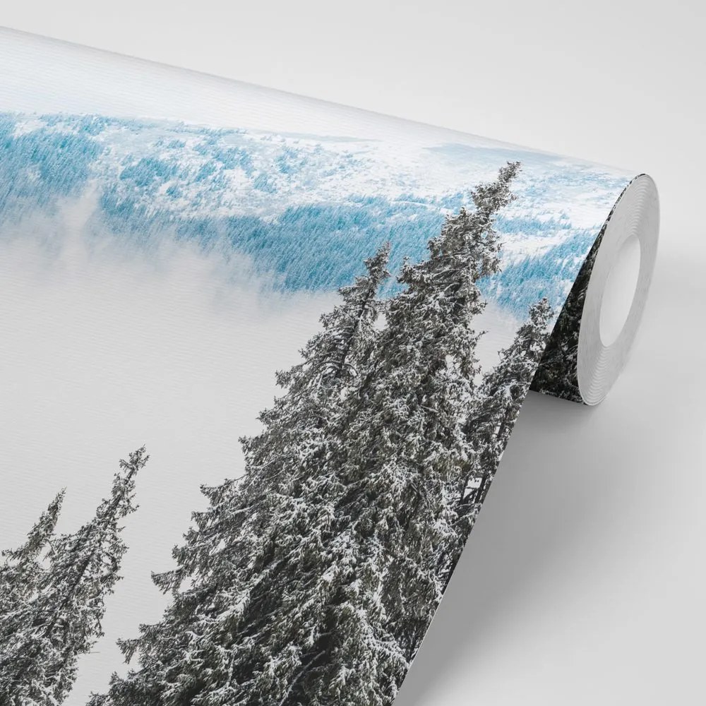 Fotomurale – Alberi di pino innevati