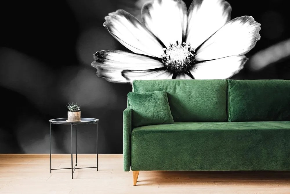 Carta da parati – Fiore di cosmea da giardino in bianco e nero