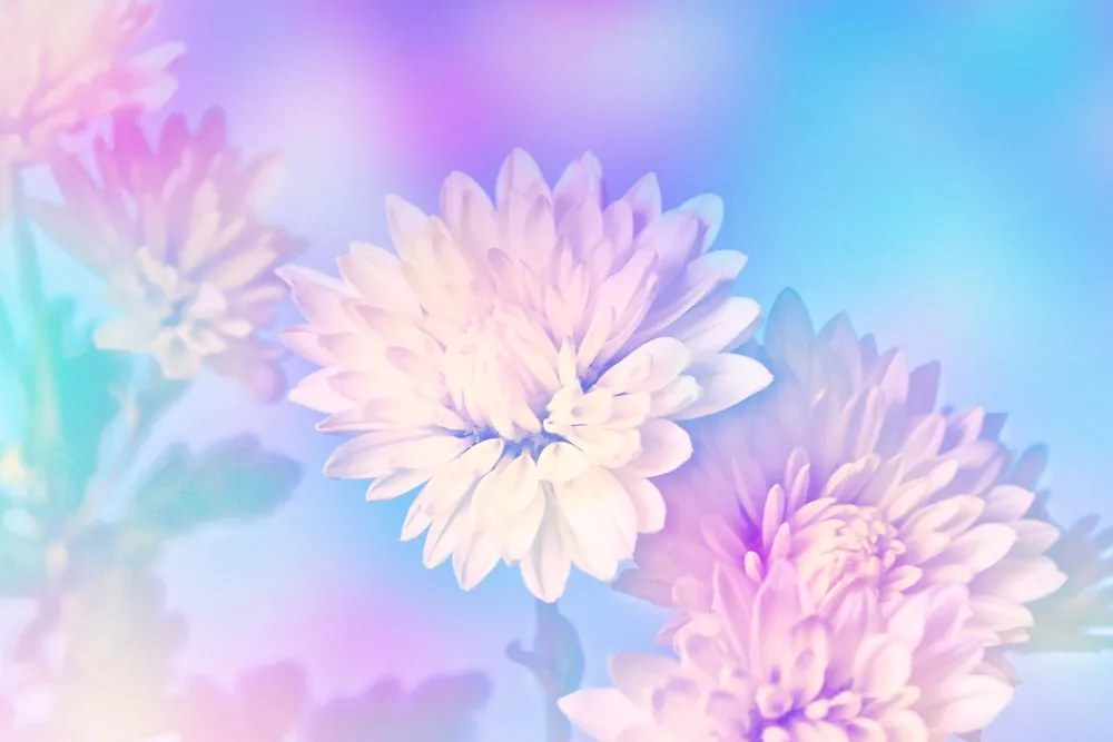 Stampa su tela – Fiore di crisantemo