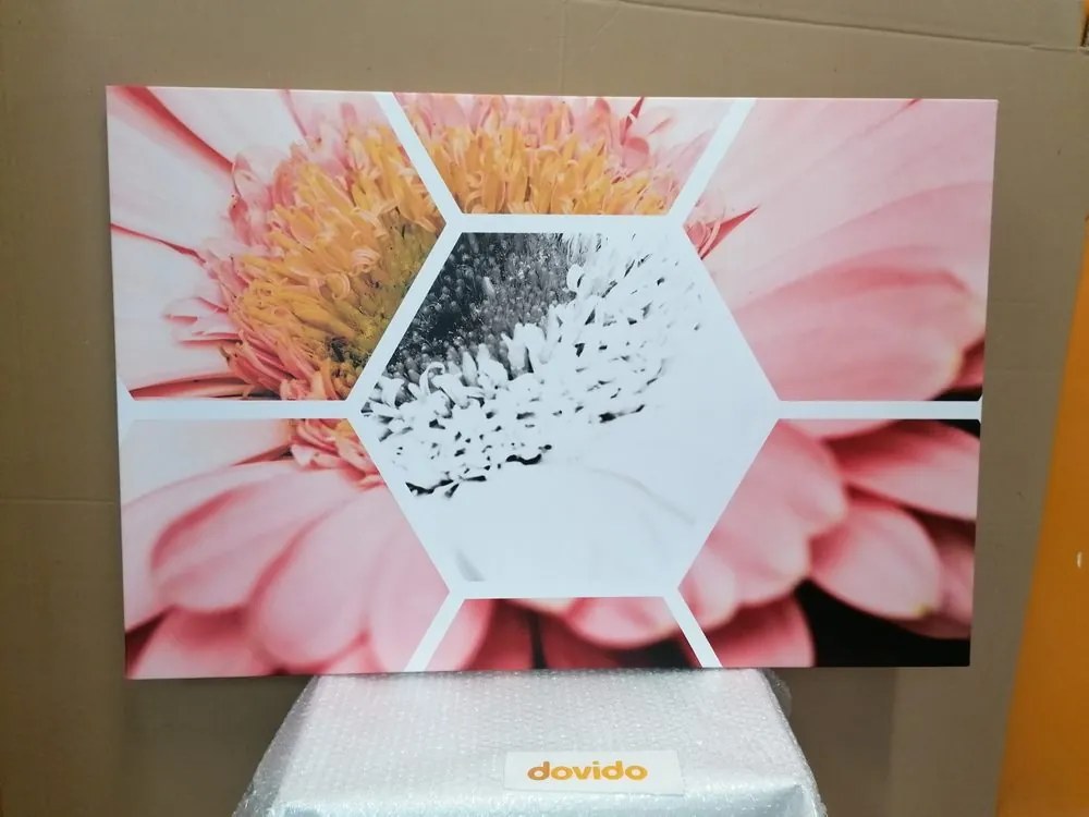 Quadro su tela – Gerbera in esagono
