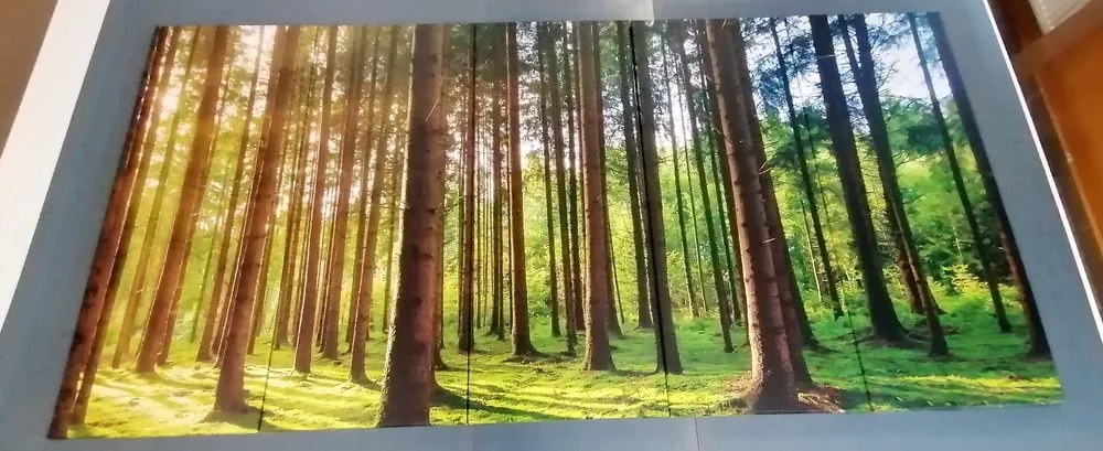 Quadri 5 pezzi – Mattina soleggiata nella foresta