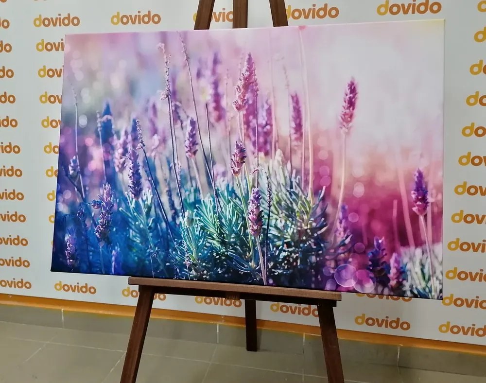 Quadro su tela – Fiori magici di lavanda