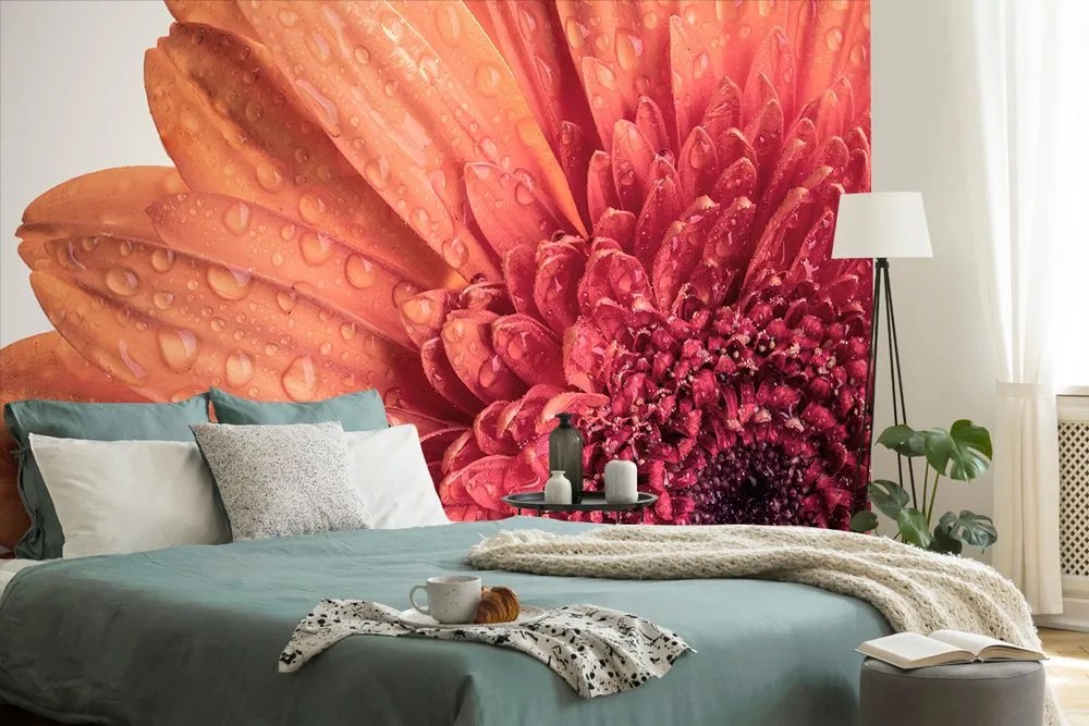 Carta da parati – Gerbera con gocce d'acqua