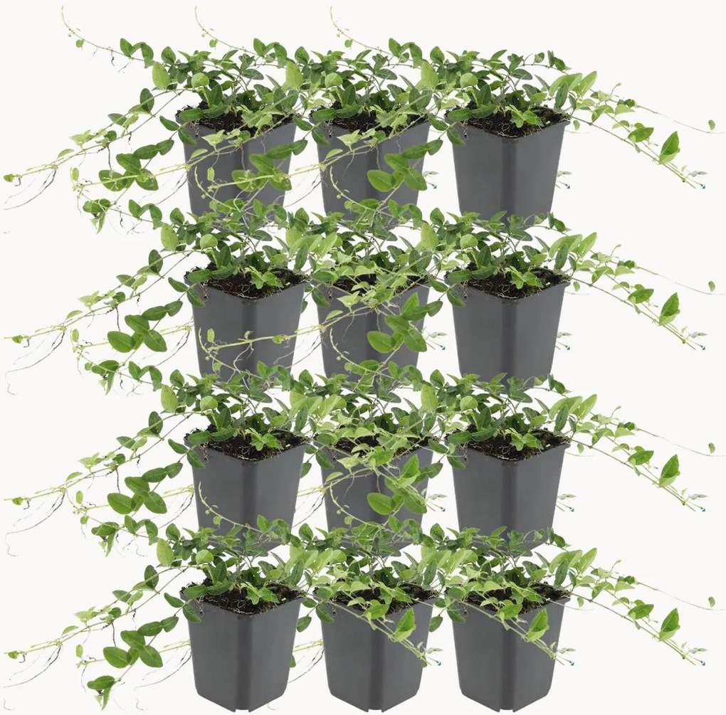 Set di 12 piante vere Vinca minor Alba