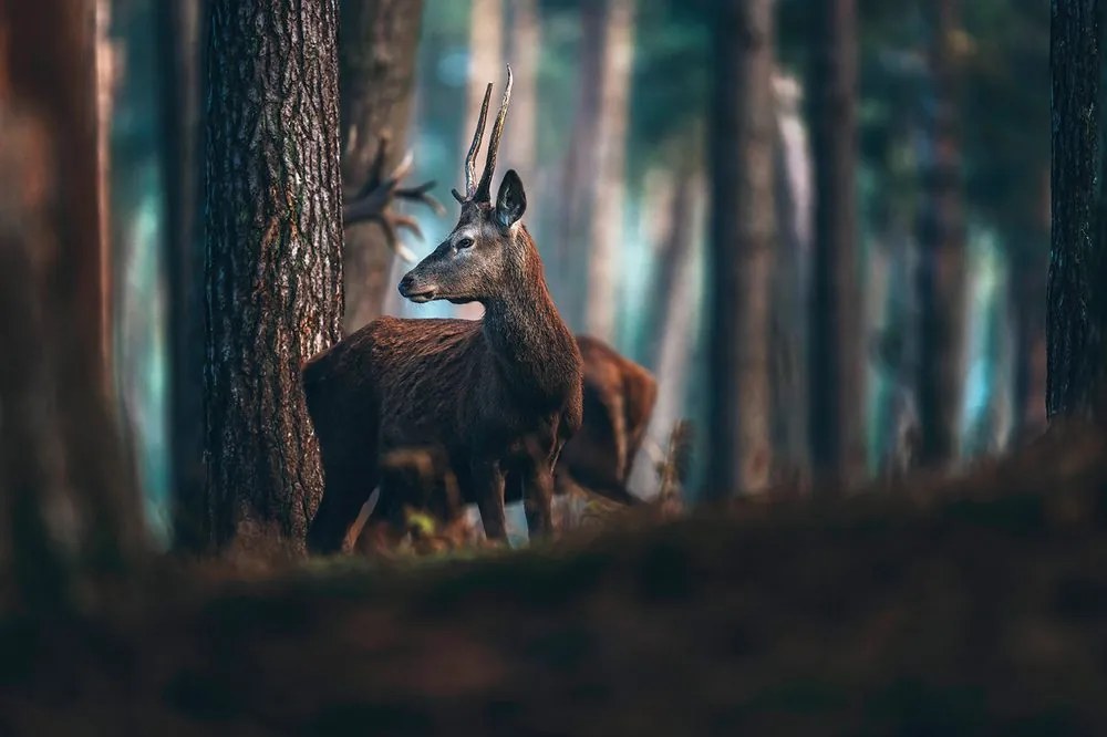Carta da parati – Cervo nella foresta di pini