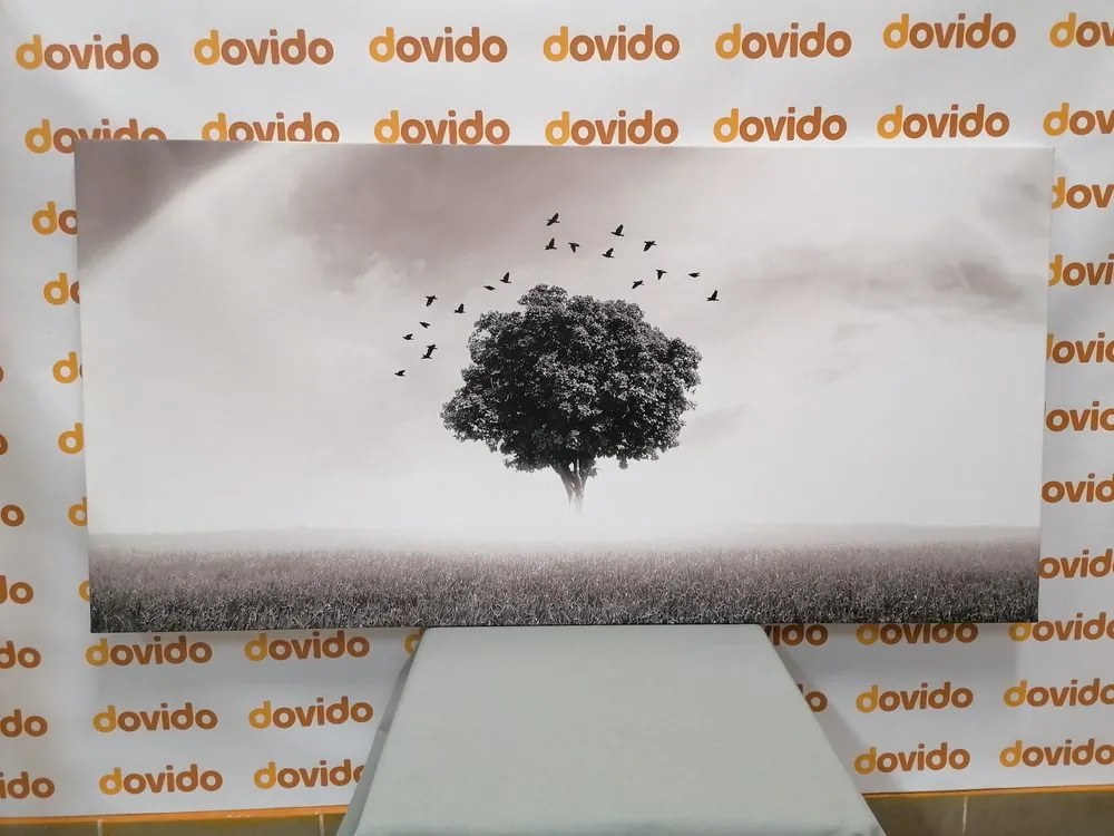 Stampa su tela – Albero solitario nel prato in bianco e nero
