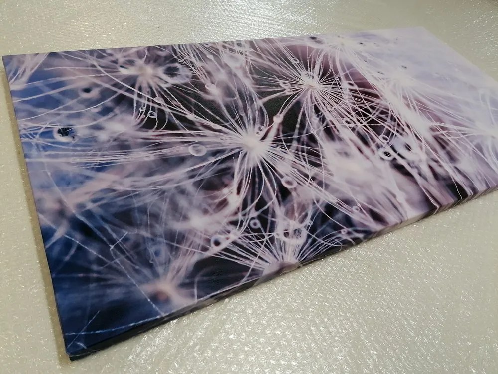 Stampa su tela – Macro dente di leone