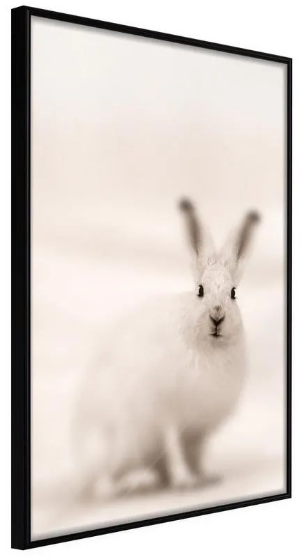 Poster  Curious Rabbit  Cornice Quadri Cornice nera, Larghezza x Altezza Home decor 20x30