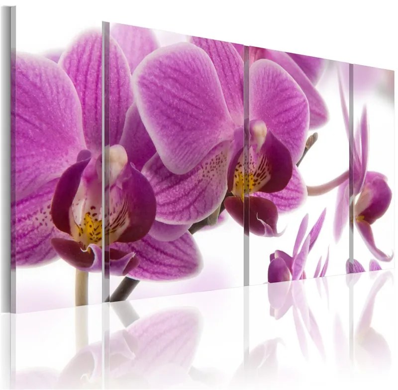 Quadro Marvelous orchid  Colore Viola, Dimensioni e Misure 60x30