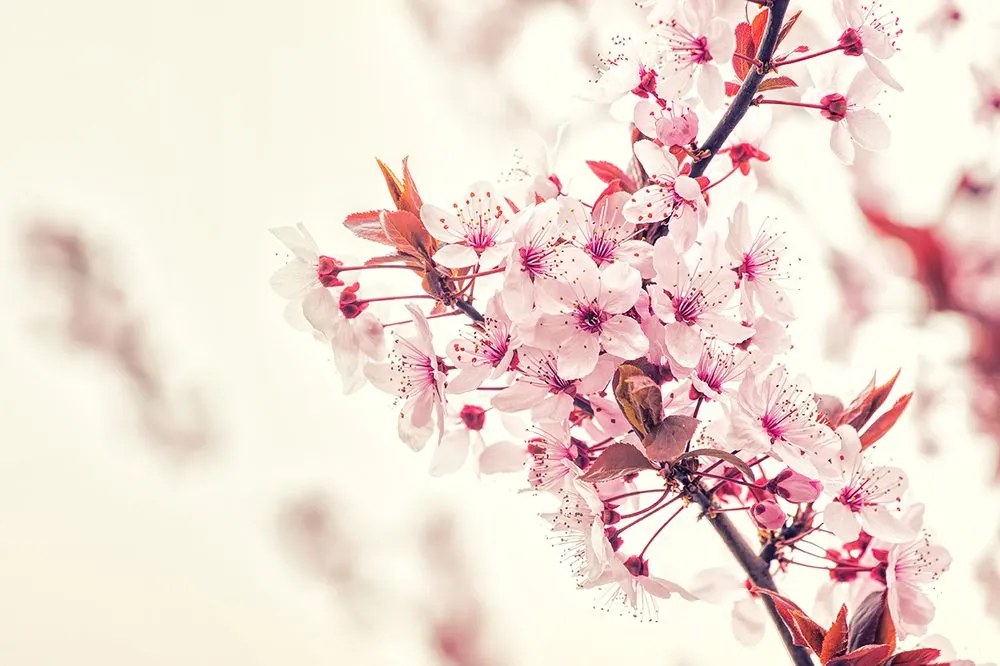 Carta da parati – Fiori di ciliegio rosa