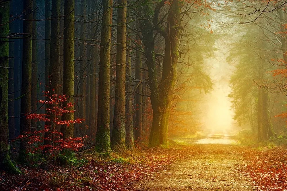 Carta da parati autoadesiva – Sentiero nel bosco