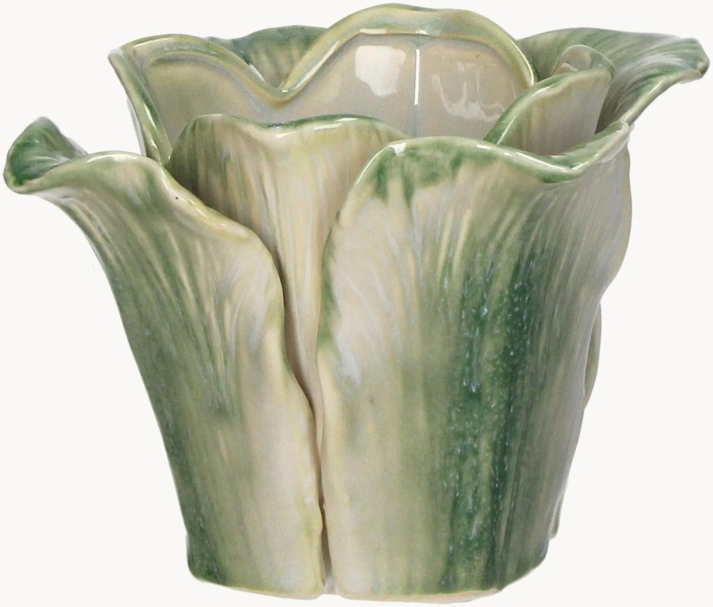 Portavaso Cabbage